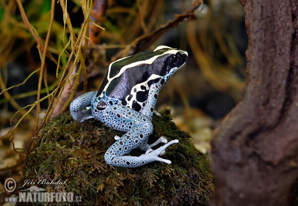 Dendrobates tinctorius