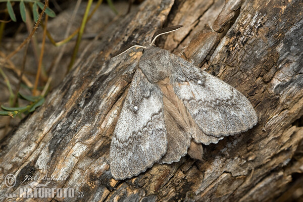 Dendrolimus pini