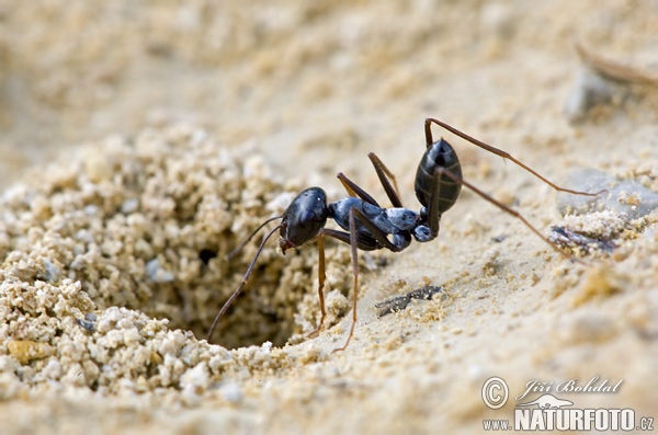 Desert Ant (Cataglyphis sp.)