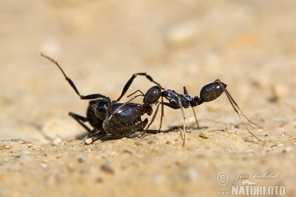 Desert Ant (Cataglyphis sp.)