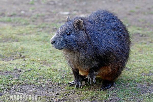 Desmarests hutia