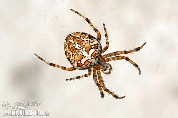 Diadem Spider (Araneus diadematus)