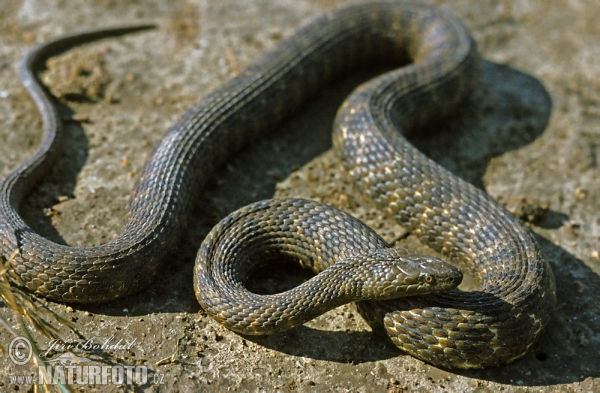 Dice Snake Tessellated (Natrix tessellata)