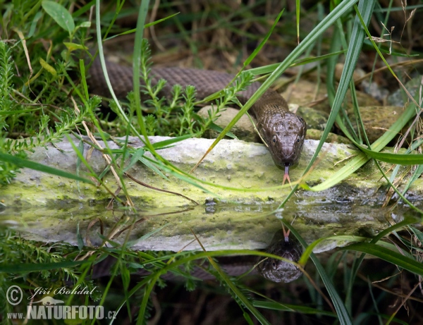 Dice Snake Tessellated (Natrix tessellata)