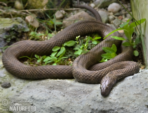 Dice Snake Tessellated (Natrix tessellata)