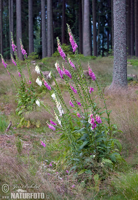 Digitale purpurea