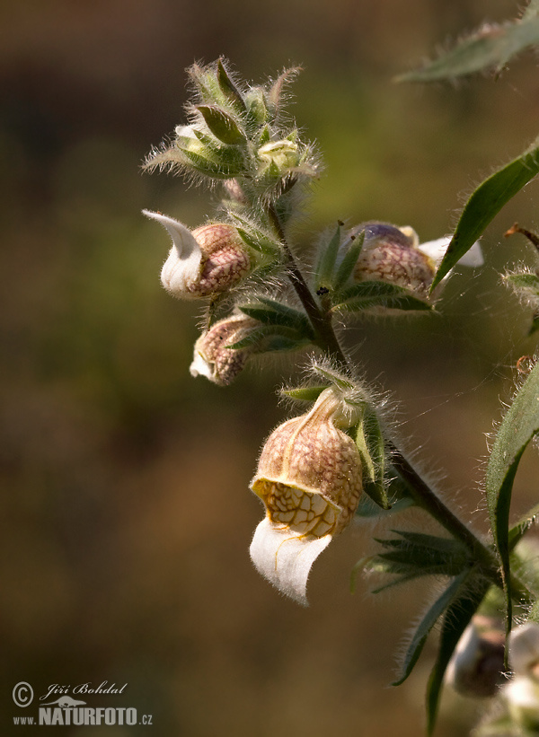 Digitalis lanata