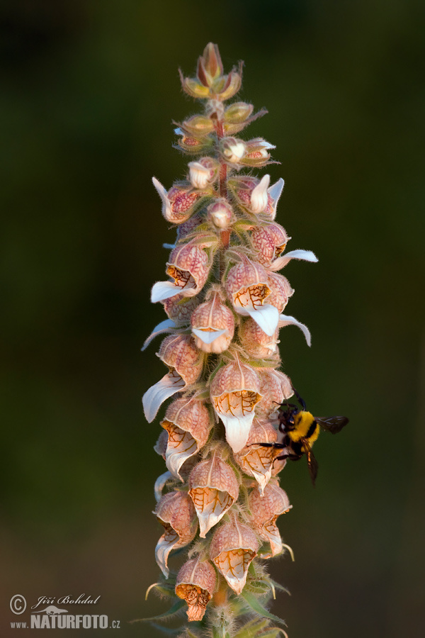 Digitalis lanata