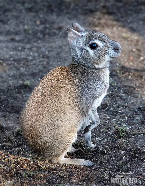 Dolichotis salinicola