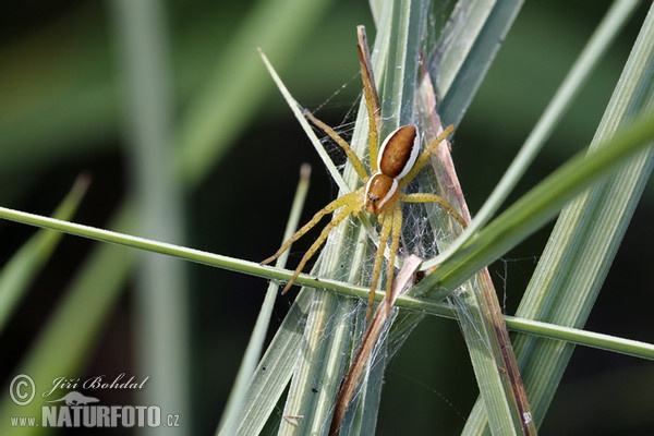 Dolomedes fimbriatus