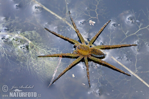 Dolomedes fimbriatus