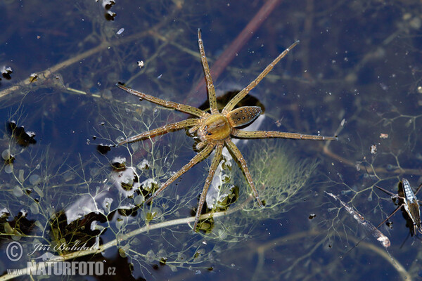 Dolomedes fimbriatus