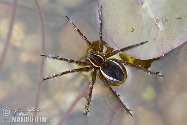 Dolomedes fimbriatus