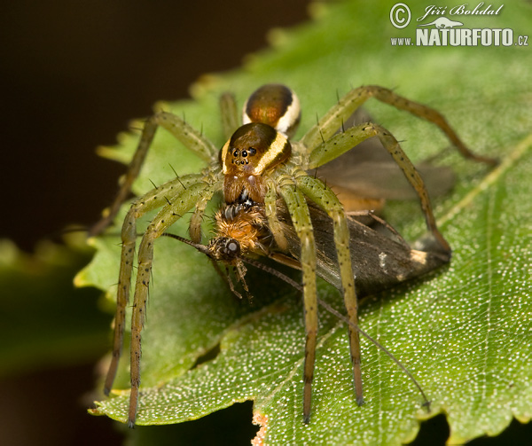 Dolomedes fimbriatus