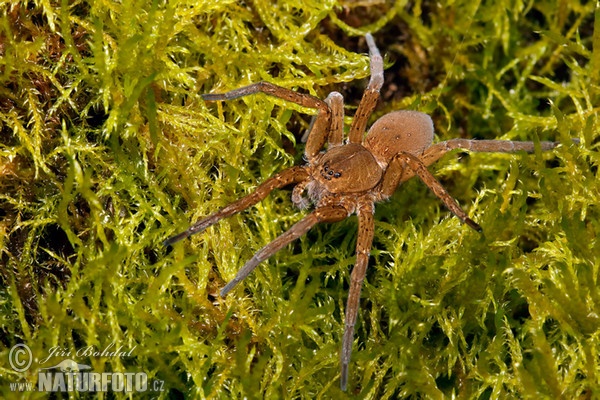 Dolomedes plantarius