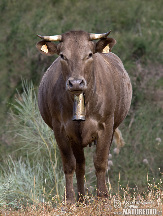 Domače govedo