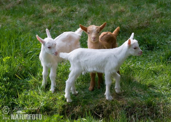 Domestic Goat (Capra aegagrus hircus)