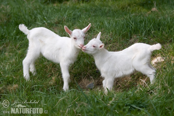 Domestic Goat (Capra aegagrus hircus)