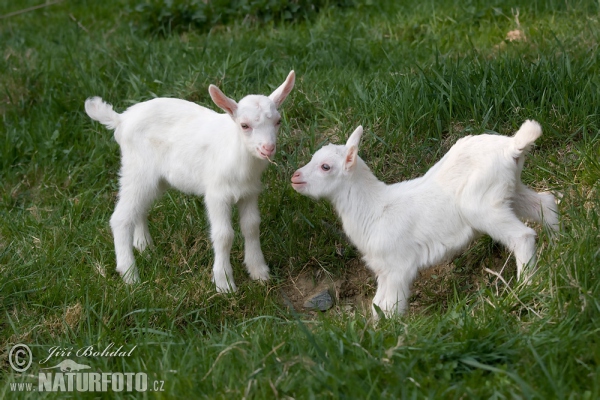 Domestic Goat (Capra aegagrus hircus)