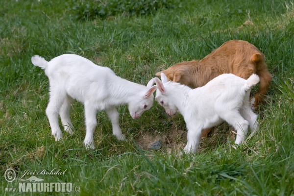 Domestic Goat (Capra aegagrus hircus)