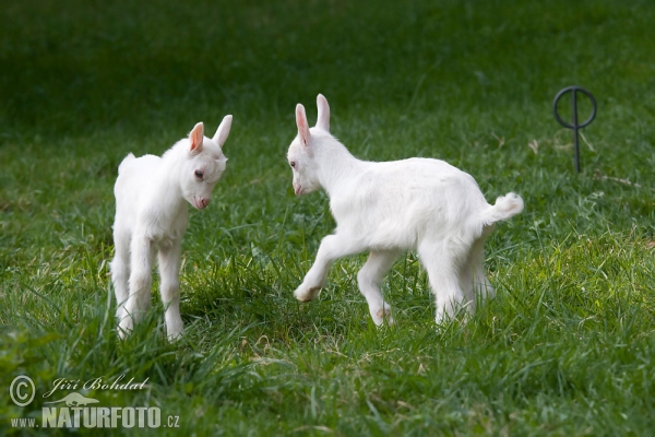 Domestic Goat (Capra aegagrus hircus)