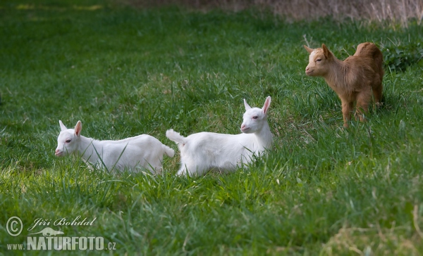 Domestic Goat (Capra aegagrus hircus)