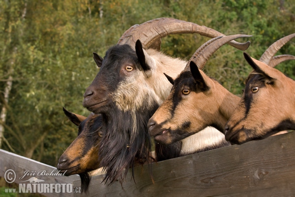 Domestic Goat (Capra aegagrus hircus)