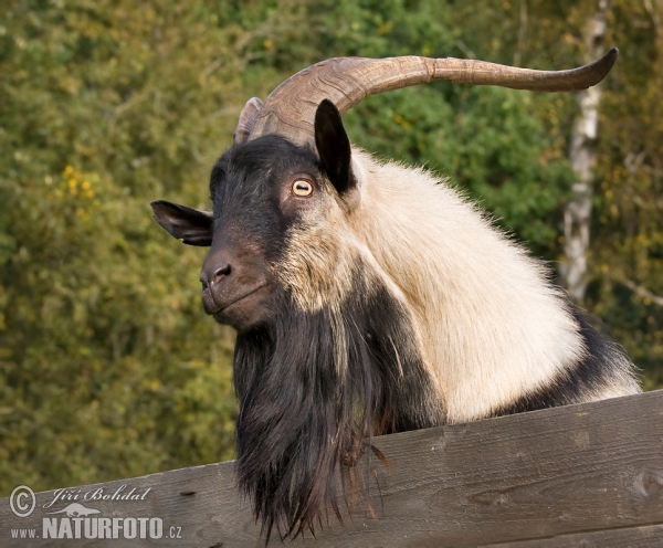 Domestic Goat (Capra aegagrus hircus)