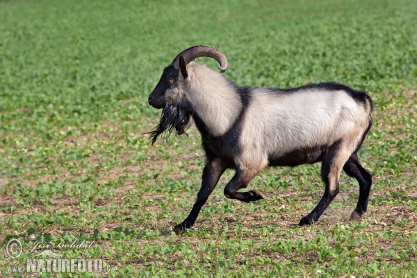 Domestic Goat (Capra aegagrus hircus)