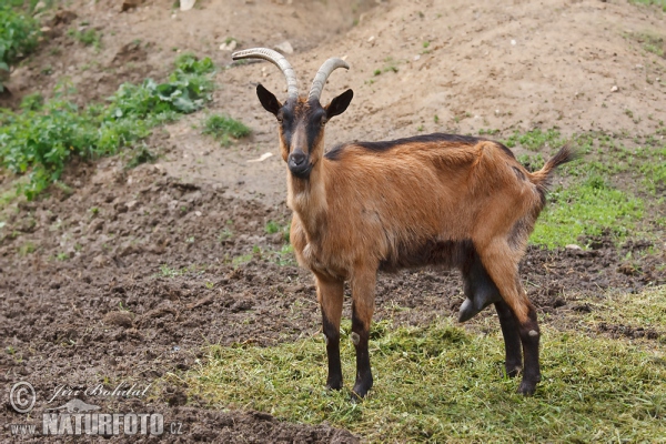 Domestic Goat (Capra aegagrus hircus)