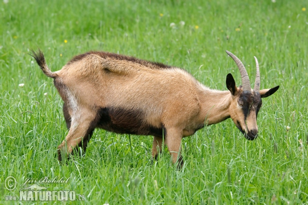 Domestic Goat (Capra aegagrus hircus)