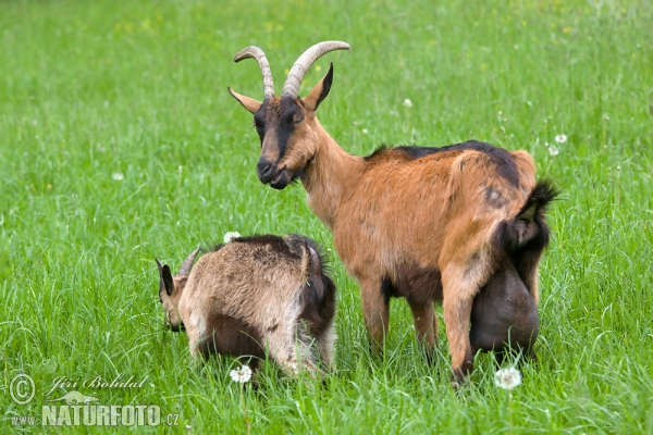 Domestic Goat (Capra aegagrus hircus)