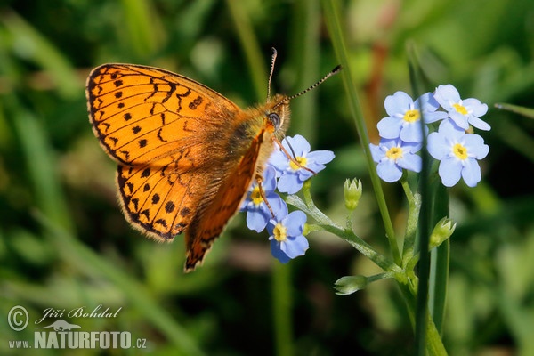 Dostojka eunomia