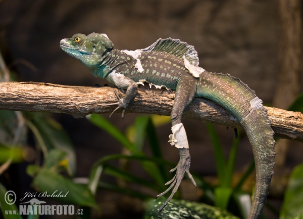 Double-crested Basilisk (Basiliscus plumifrons)