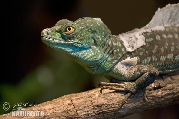 Double-crested Basilisk (Basiliscus plumifrons)