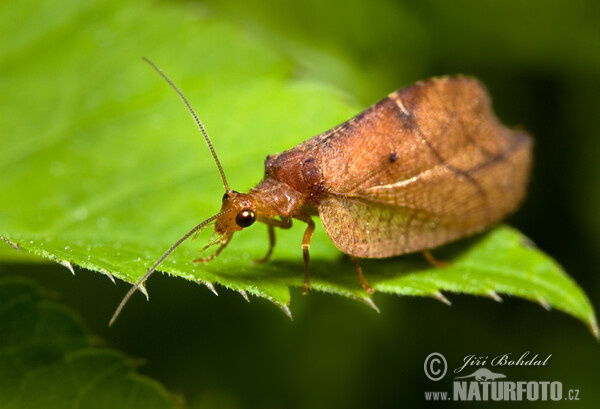 Drepanepteryx phalaenoides