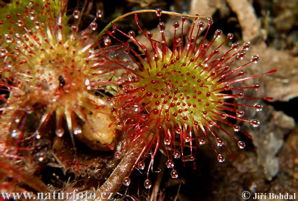 Drosera à feuilles rondes