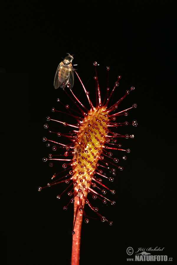 Drosera intermedia