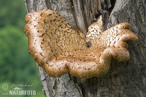 Dryad´s Saddle Mushroom (Polyporus squamosus)