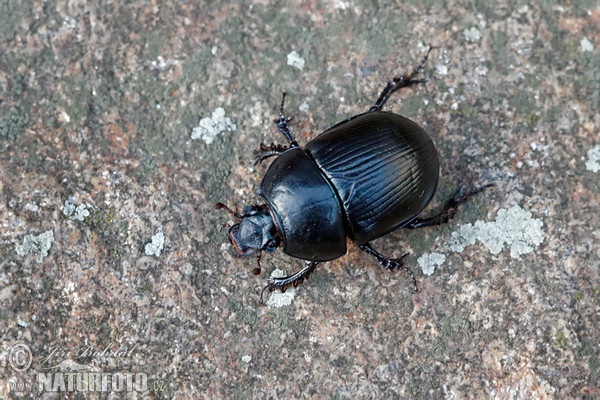 Dung Beetle (Anoplotrupes stercorosus)