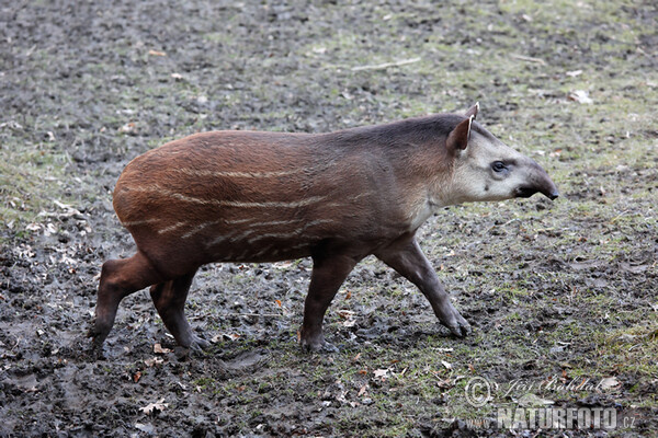 Düzənlik tapiri