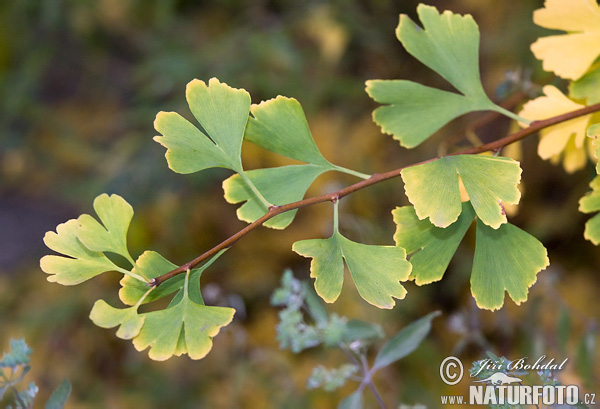 Dviskiautis ginkmedis