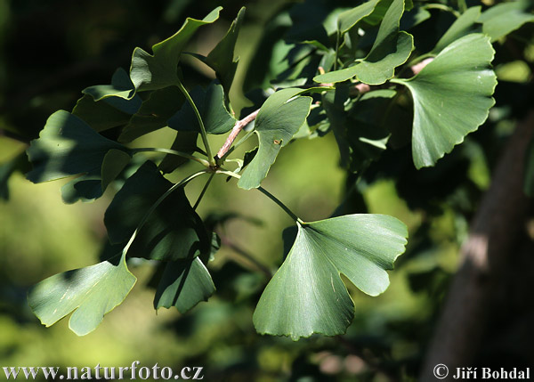 Dvokrpi ginko