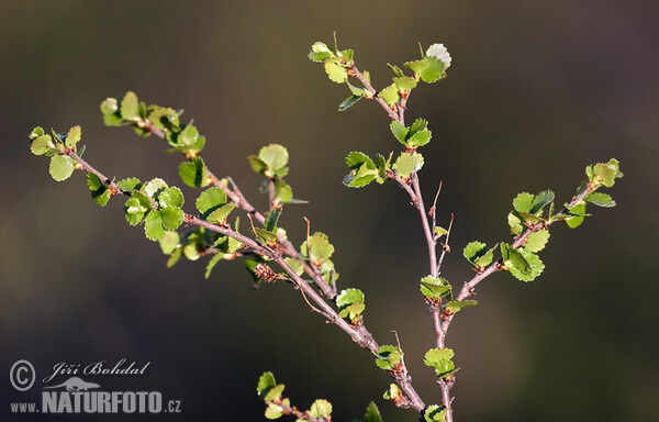 Dwarf Birch (Betula nana)