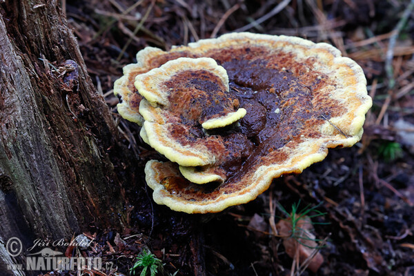 Dyer's Mazegill Mushroom (Phaeolus schweinitzii)