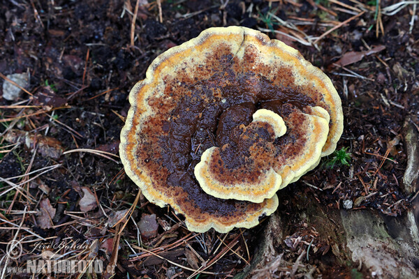 Dyer's Mazegill Mushroom (Phaeolus schweinitzii)