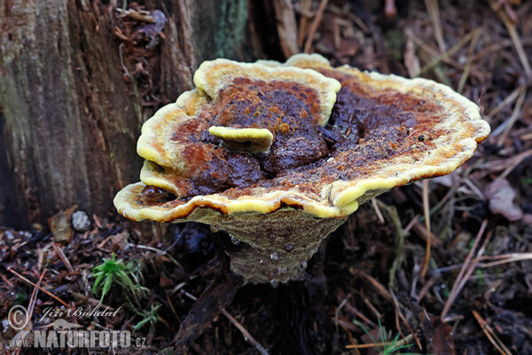 Dyer's Mazegill Mushroom (Phaeolus schweinitzii)