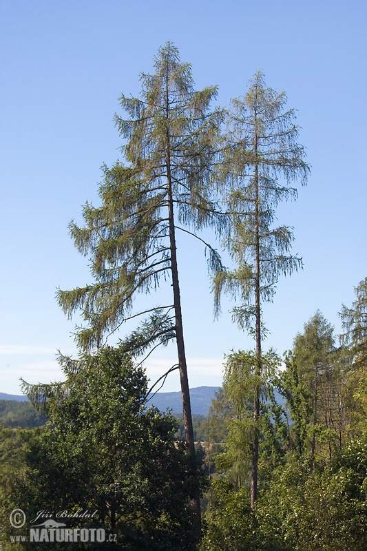 Eŭropa lariko