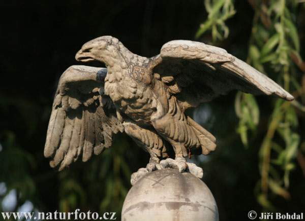 Eagle (Statua)
