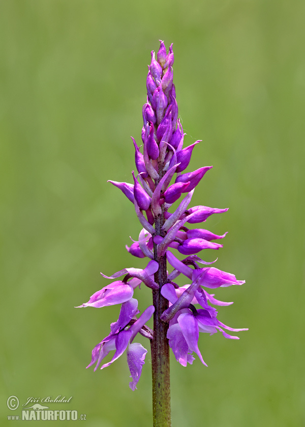Early-purple orchid (Orchis mascula)